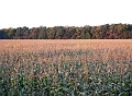 Harvest Time